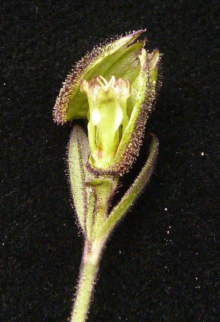 Silene 3