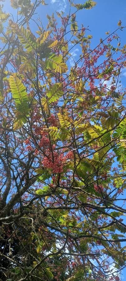 Cassia de Java 16
