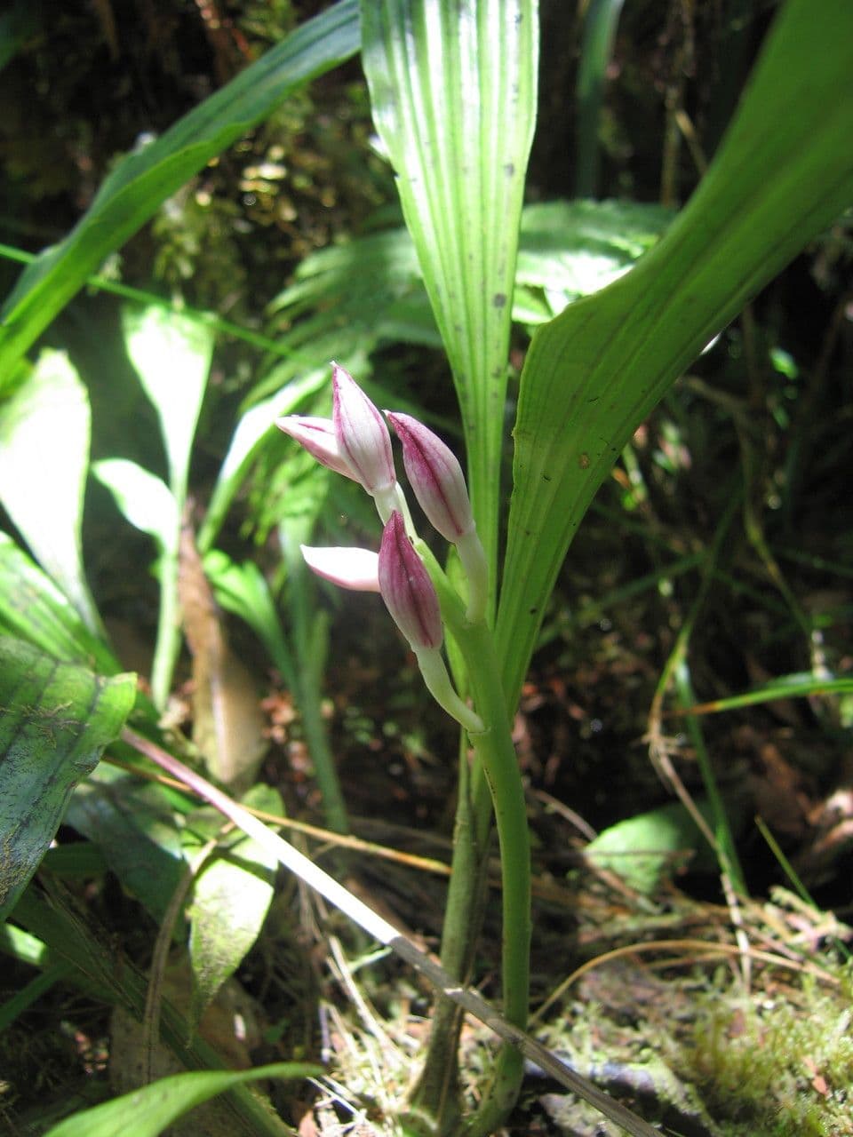 Schöner Phaius 8