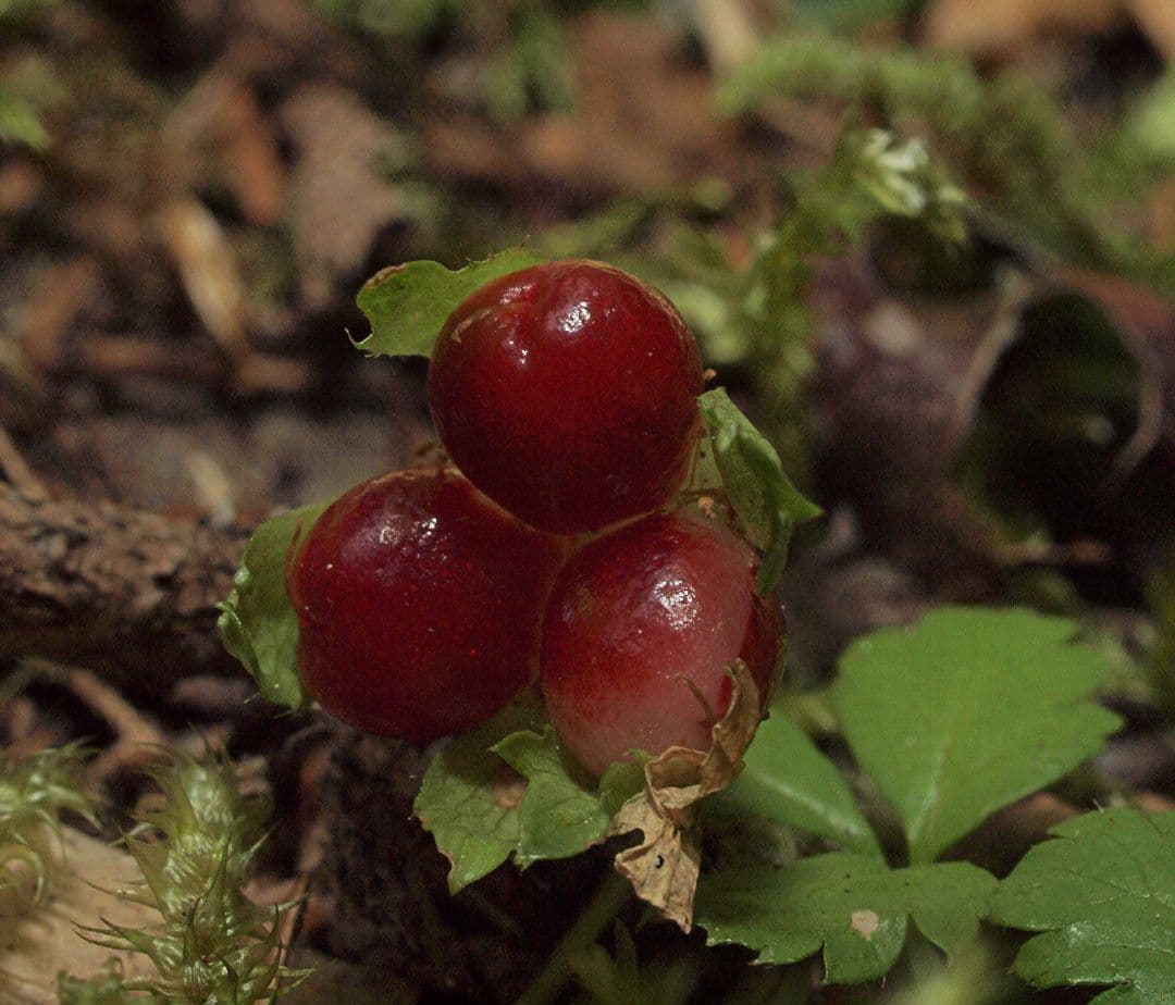 Rovo pedato 4