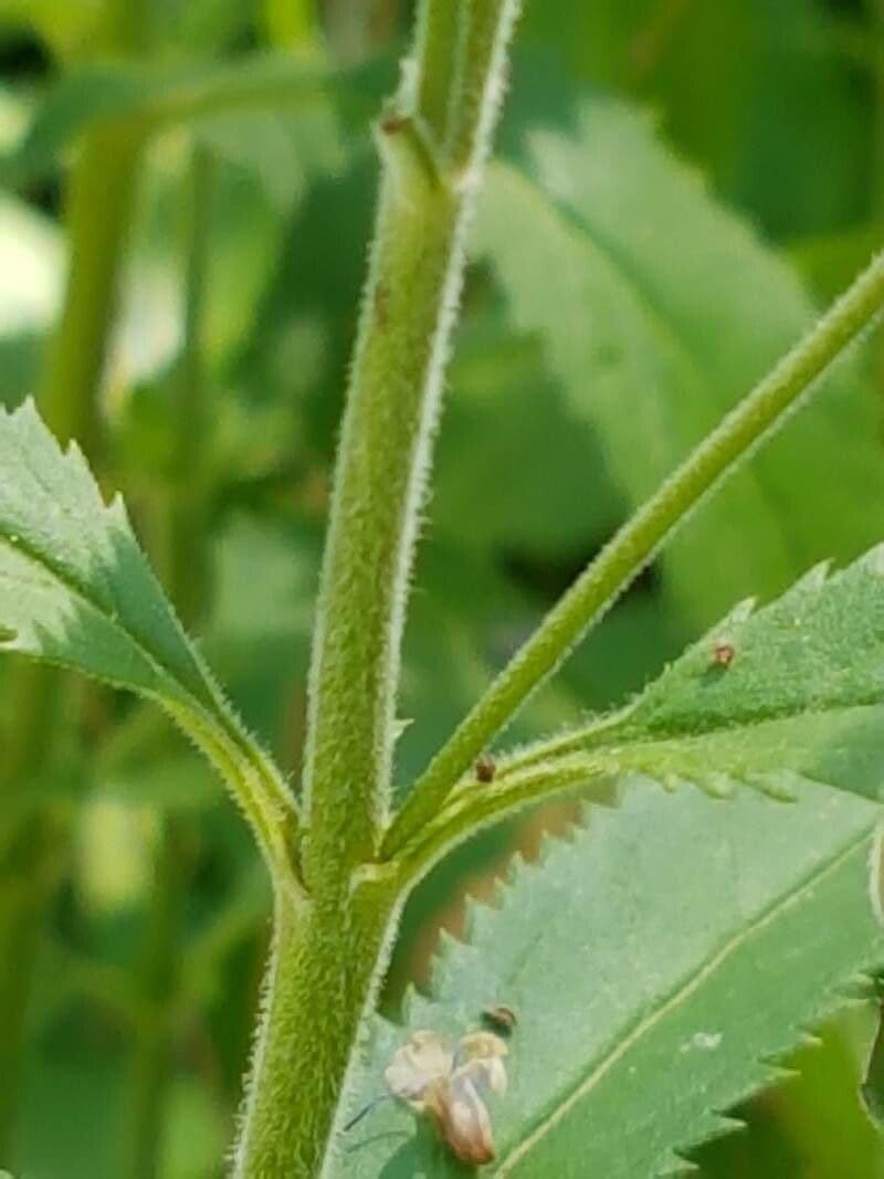 Veronica spigata 22