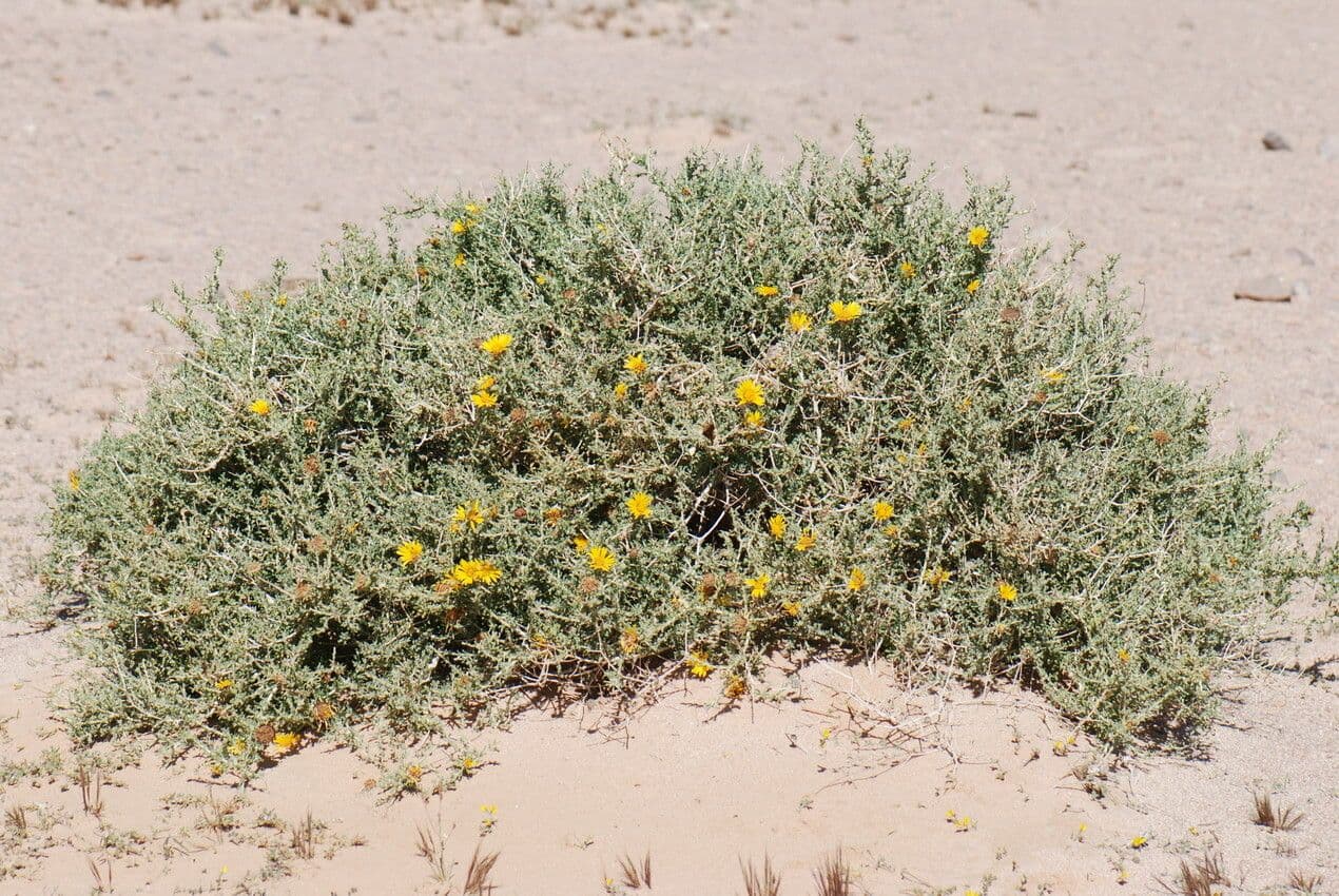 Anvillea 9