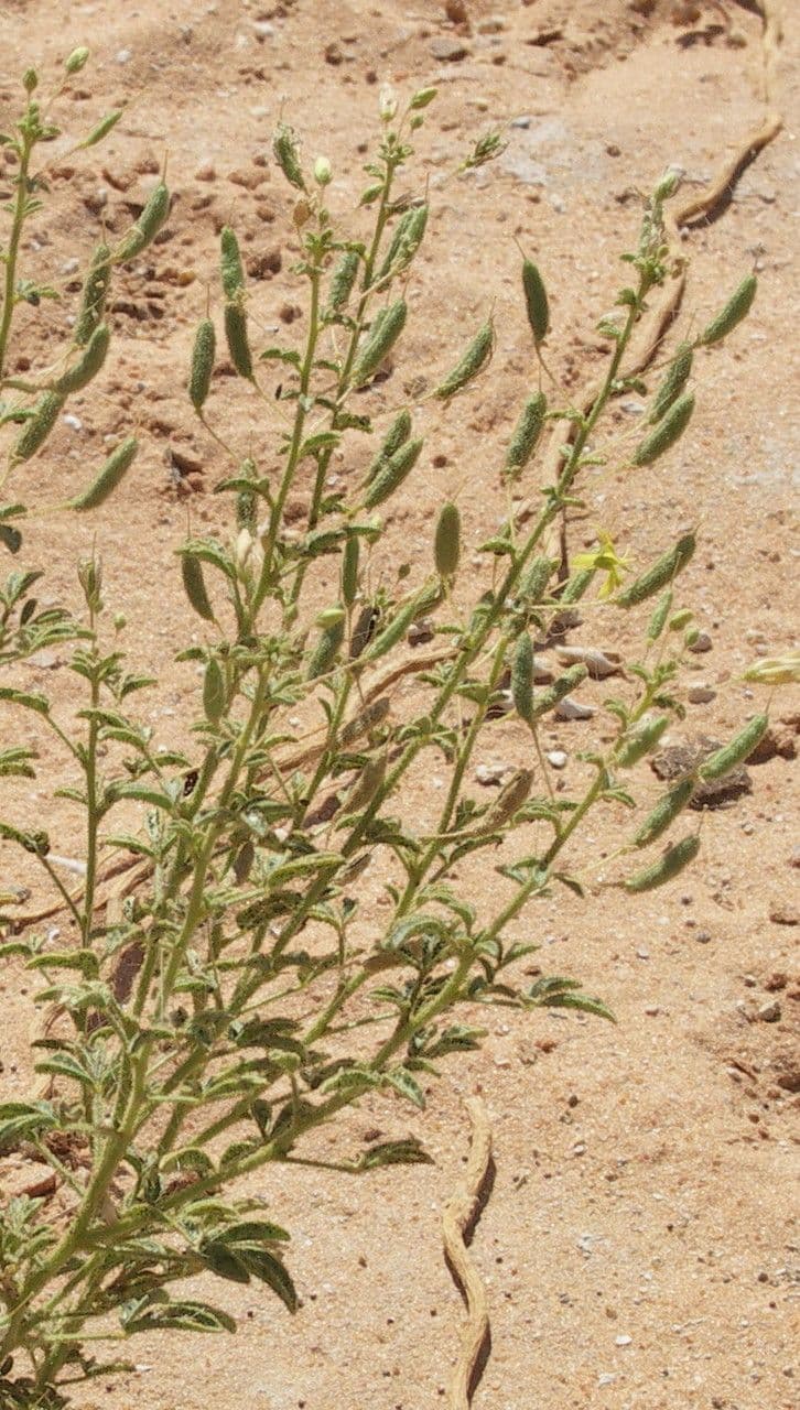 Cleome a frutto corto 2