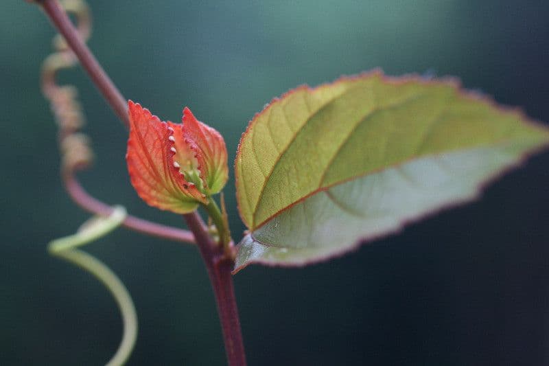 Passiflore écarlate 24