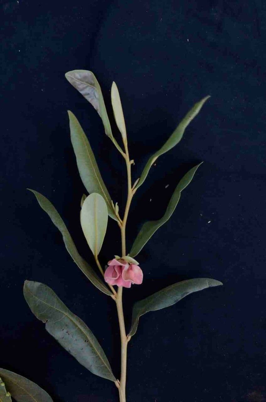 Duguetia 5