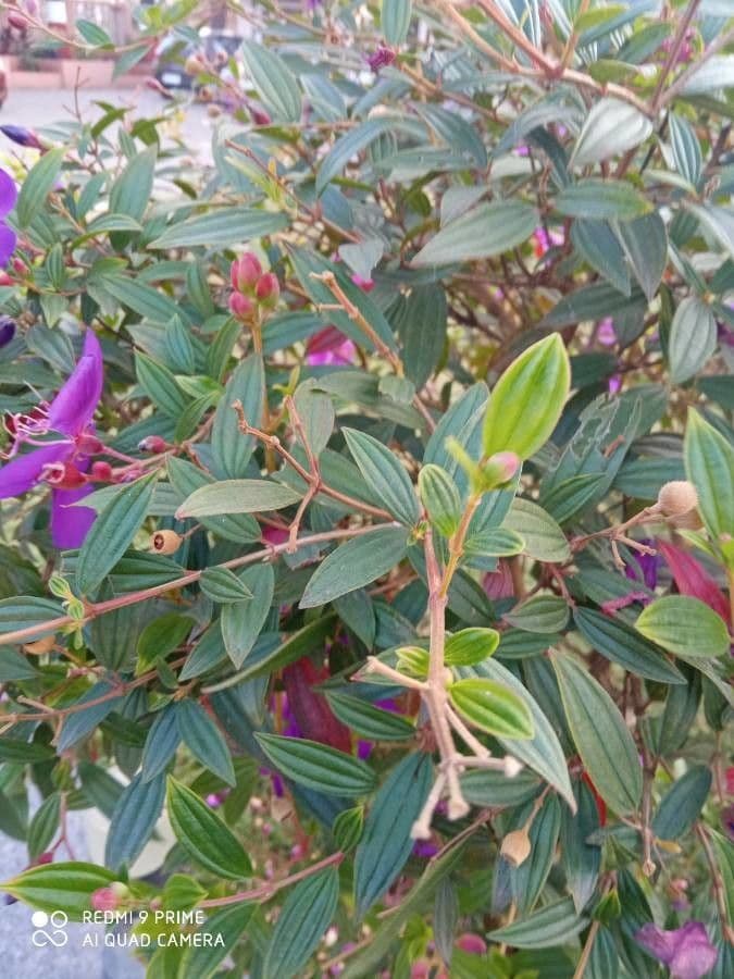 Glory bush 5