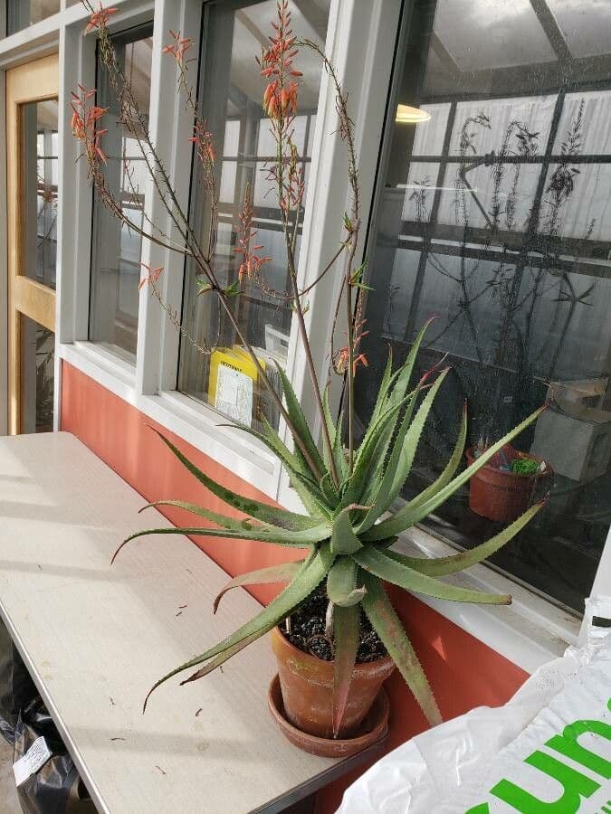 Aloe