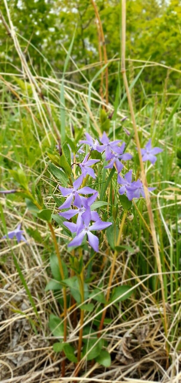 Pervinca erbacea 5