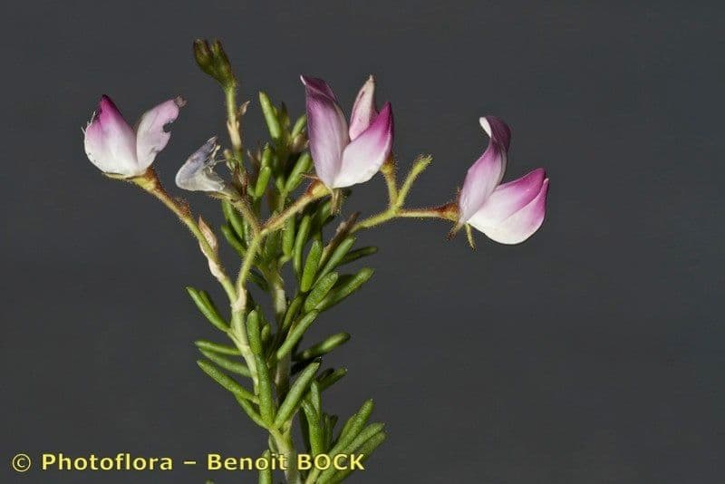 Ononide tridentata 24