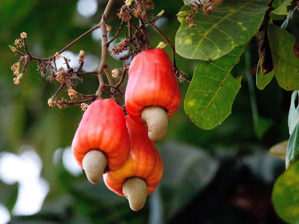 Anacardio 2