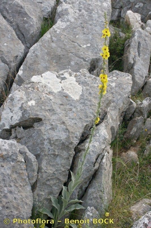 Verbasco a foglie rotonde 9