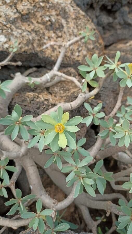 Balsam-Wolfsmilch 9