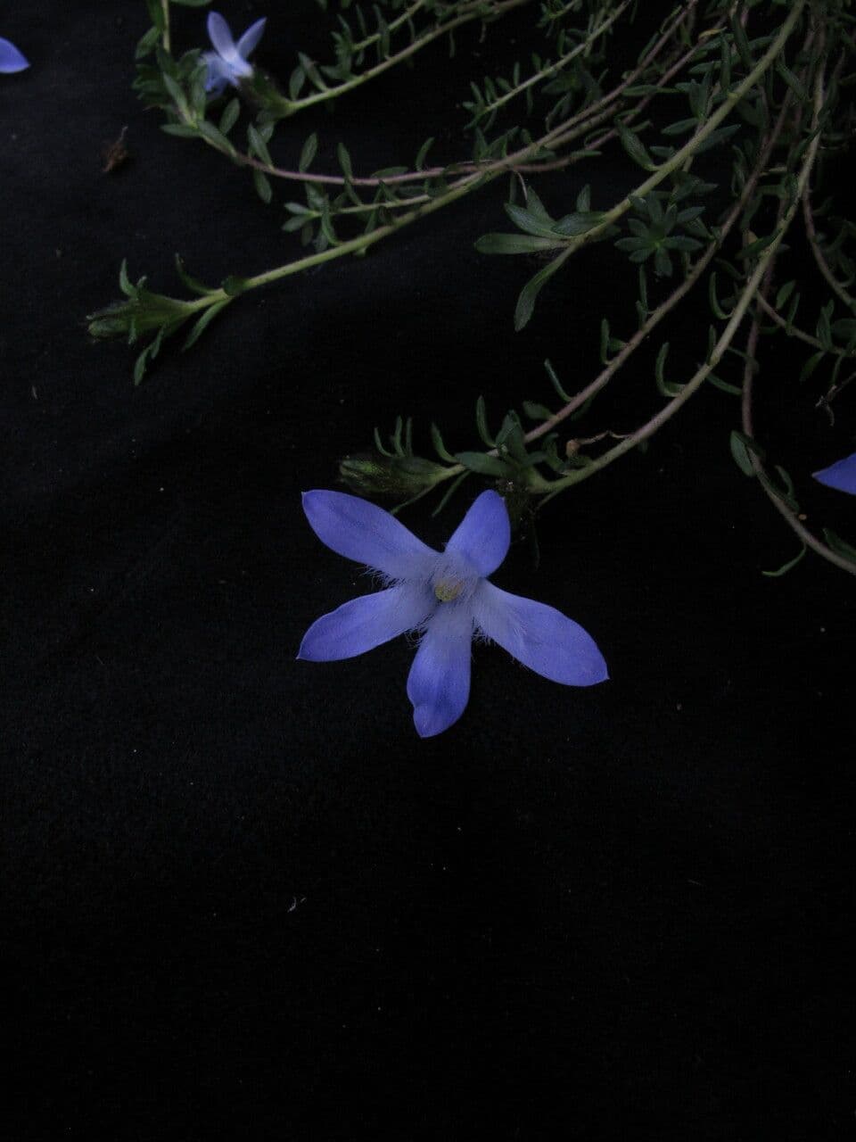 Cyananthus 3