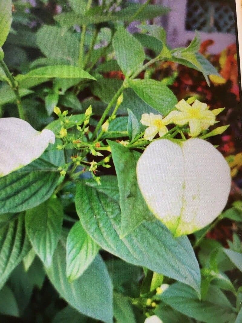 Pseudomussaenda 4