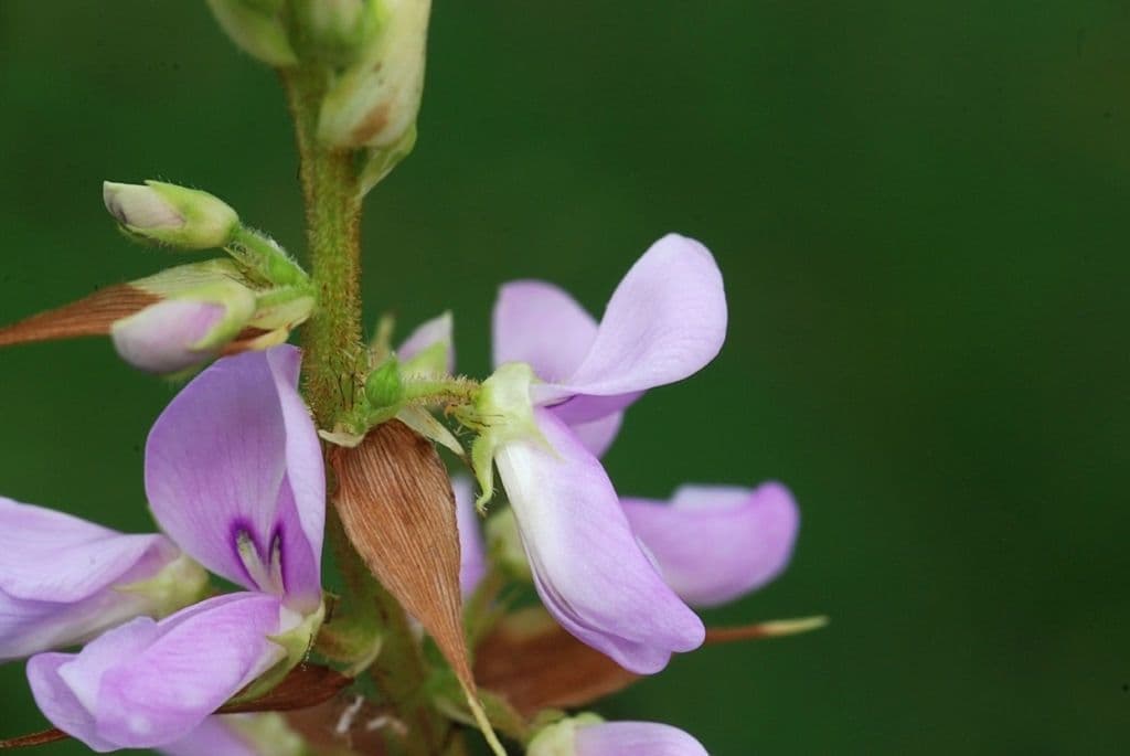 Desmodium cuspidato 2