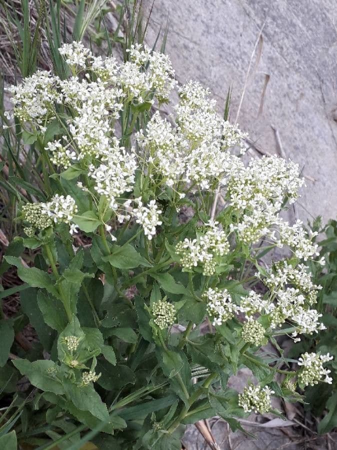 Draba 7