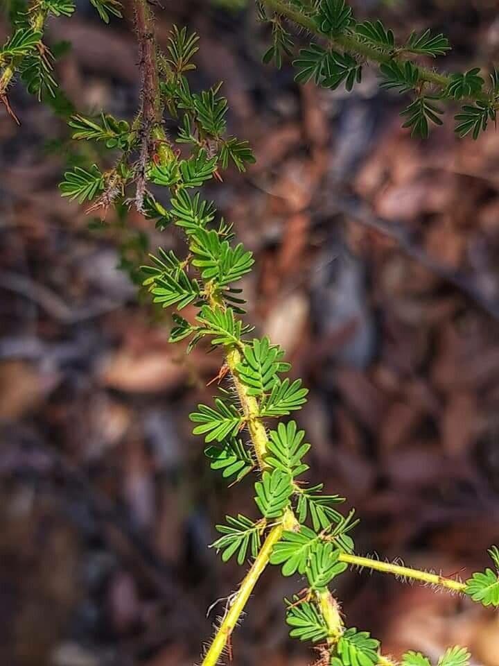 Acacia pulchella 4