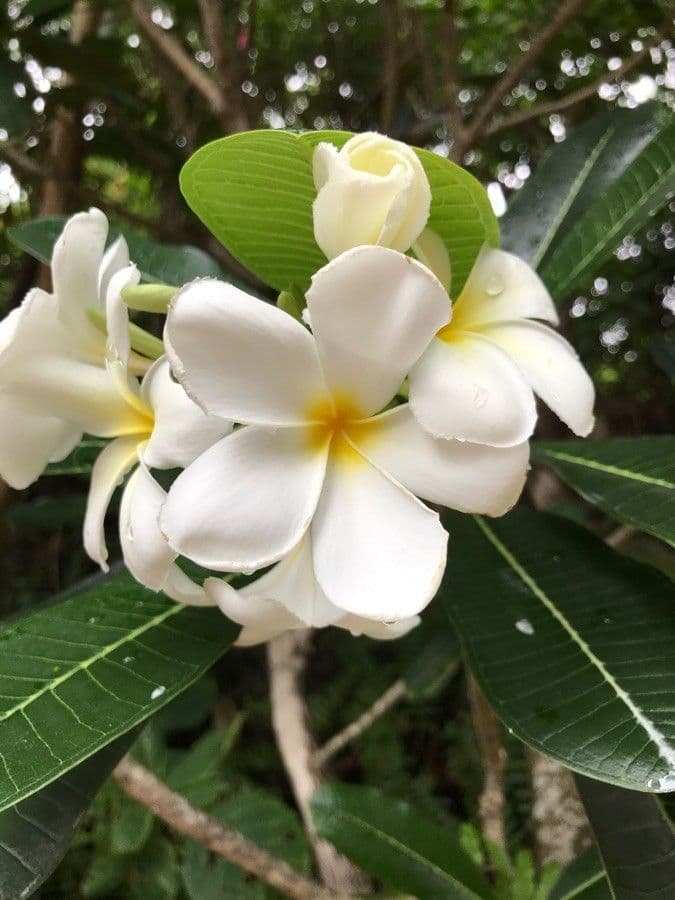 Frangipani 7