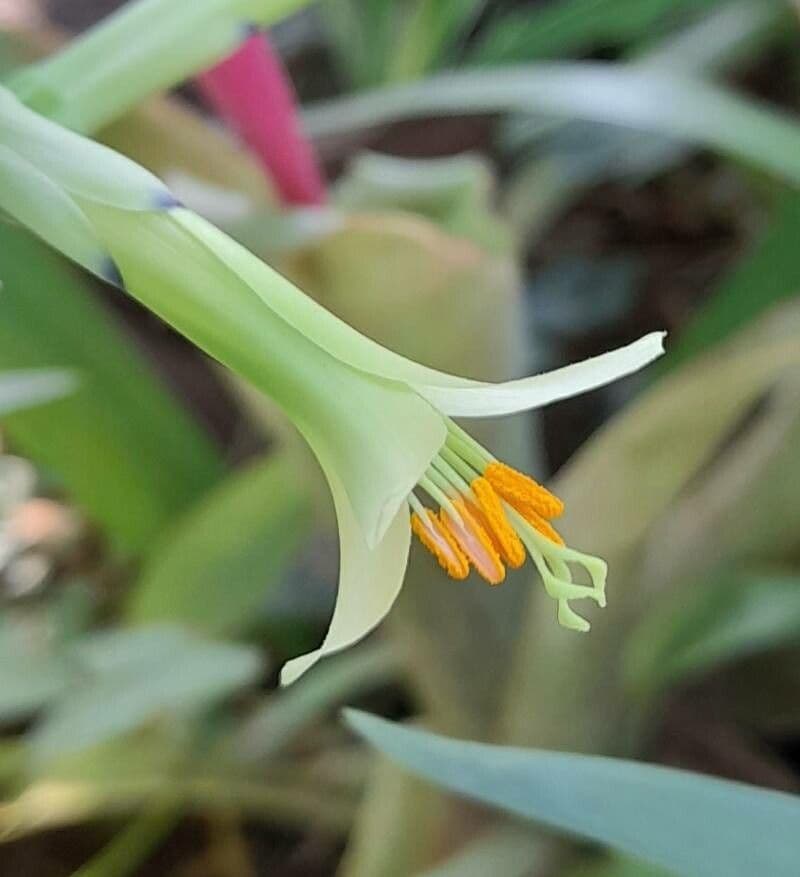 Billbergia 5