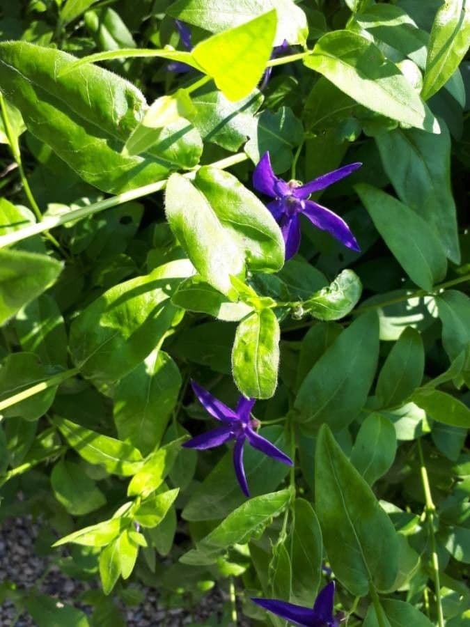 Pervinca difforme 17