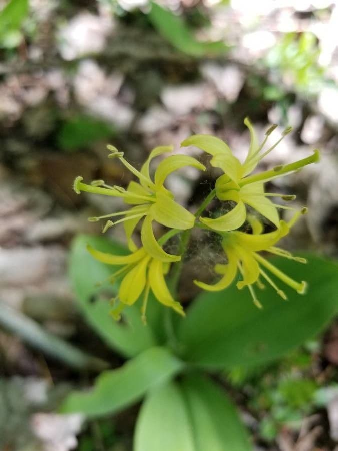 Clintonia boreale 6
