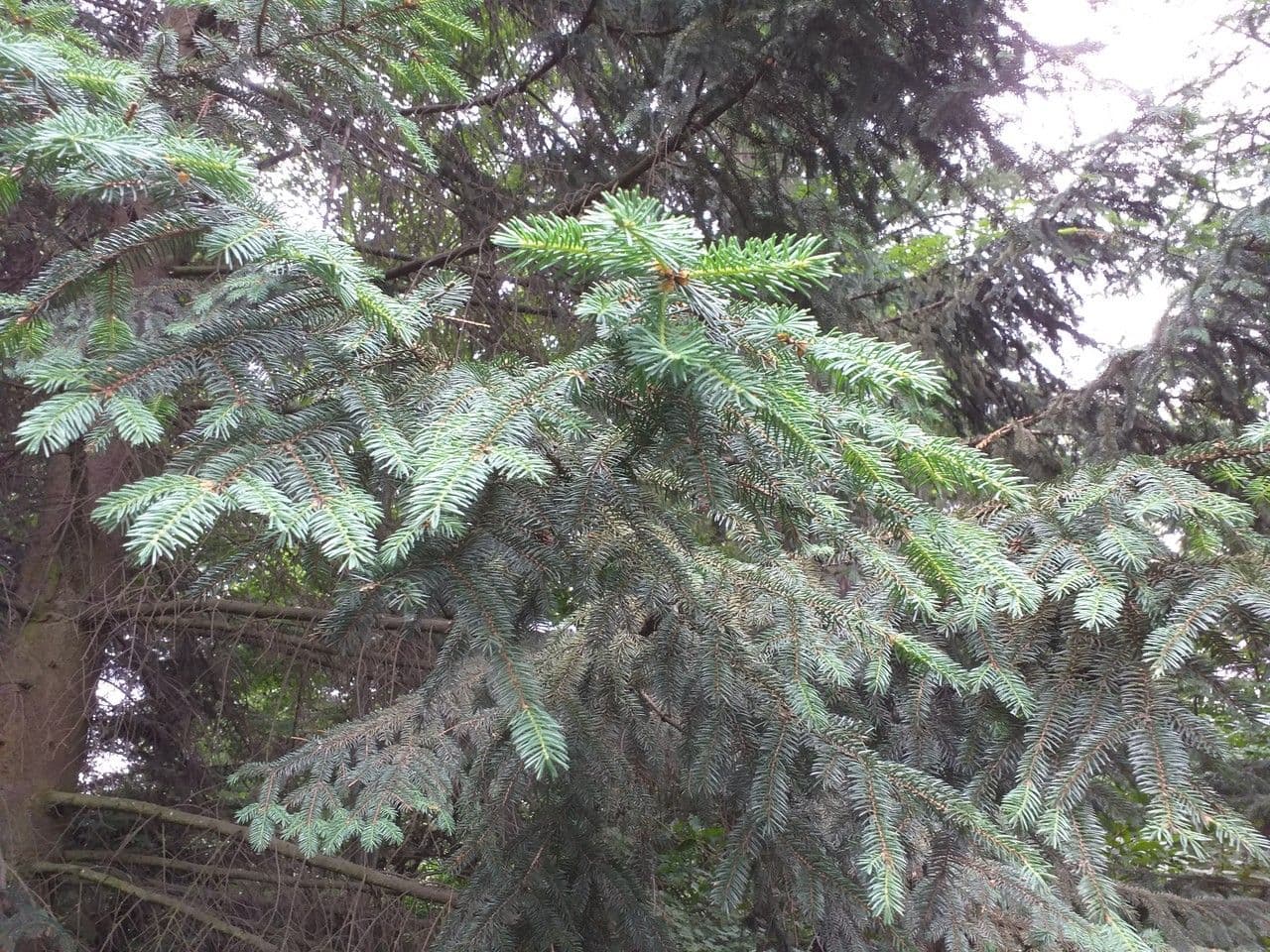 Abete di Koyama 3