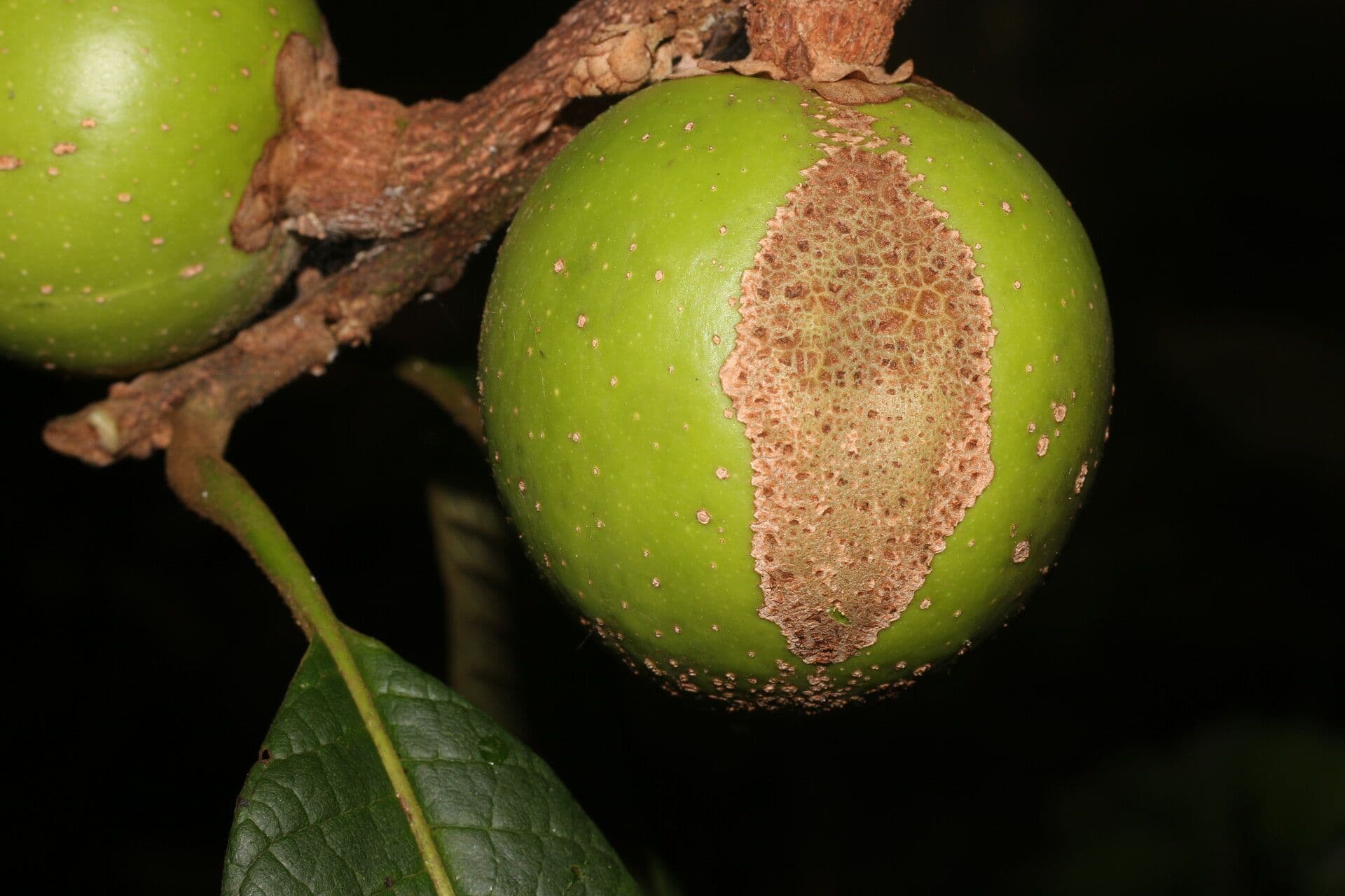 Pouteria 4