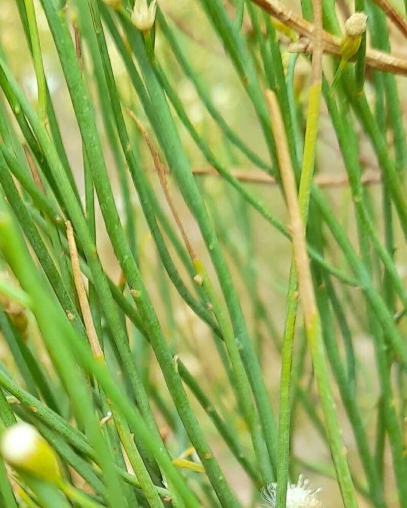 Pseudobaccharis 9