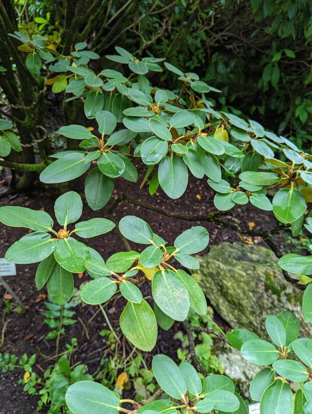 Rododendron Bureava 13