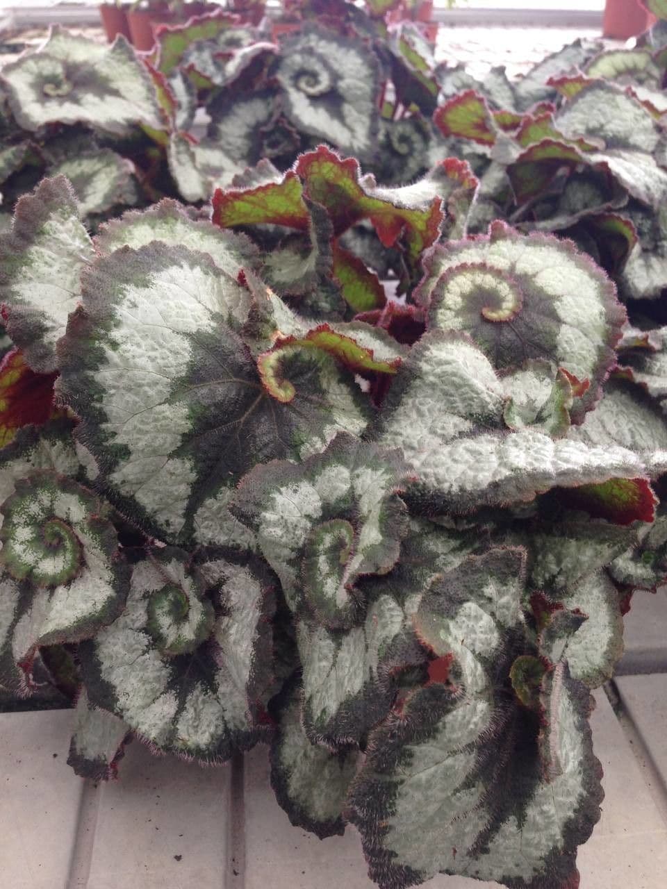 Begonia rex 11
