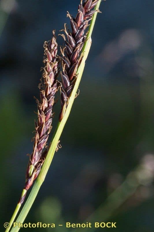 Fransensegge 2