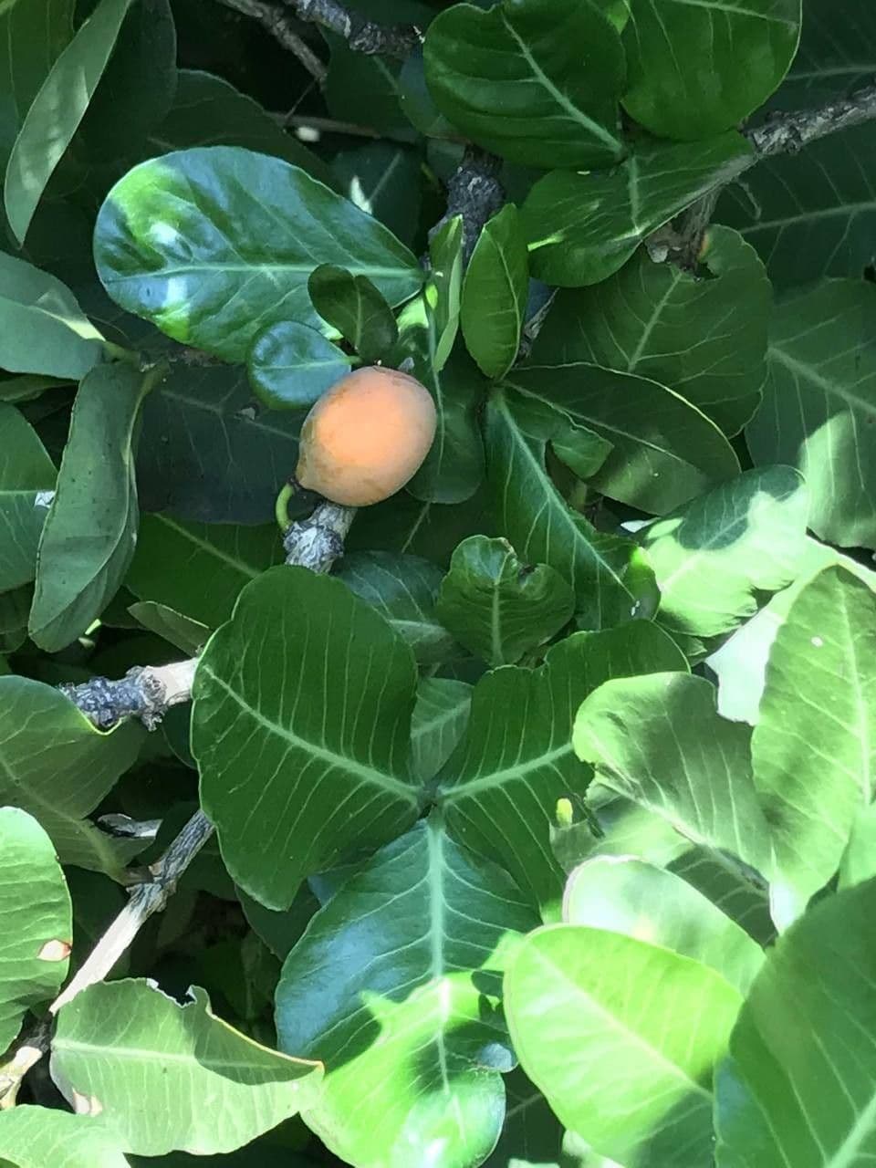 Garcinia livingstonei 14