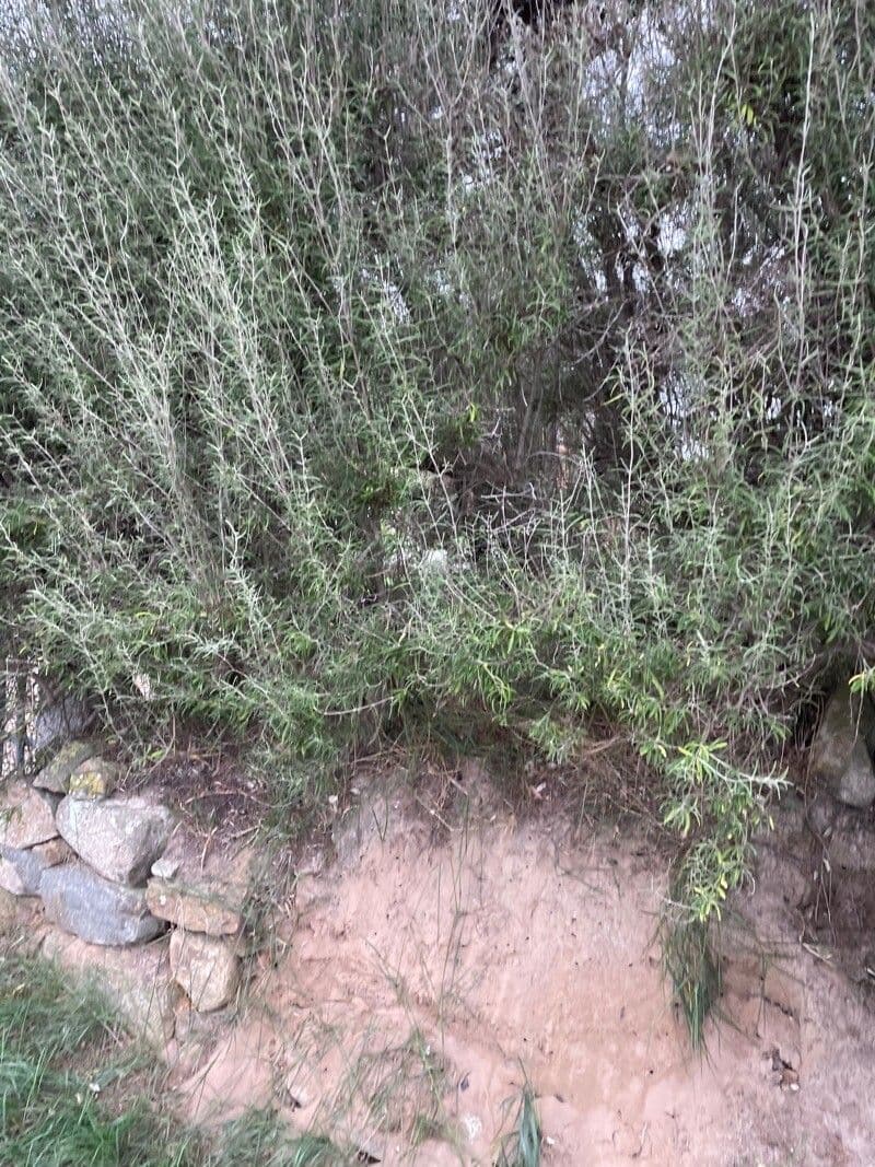 Olearia 5