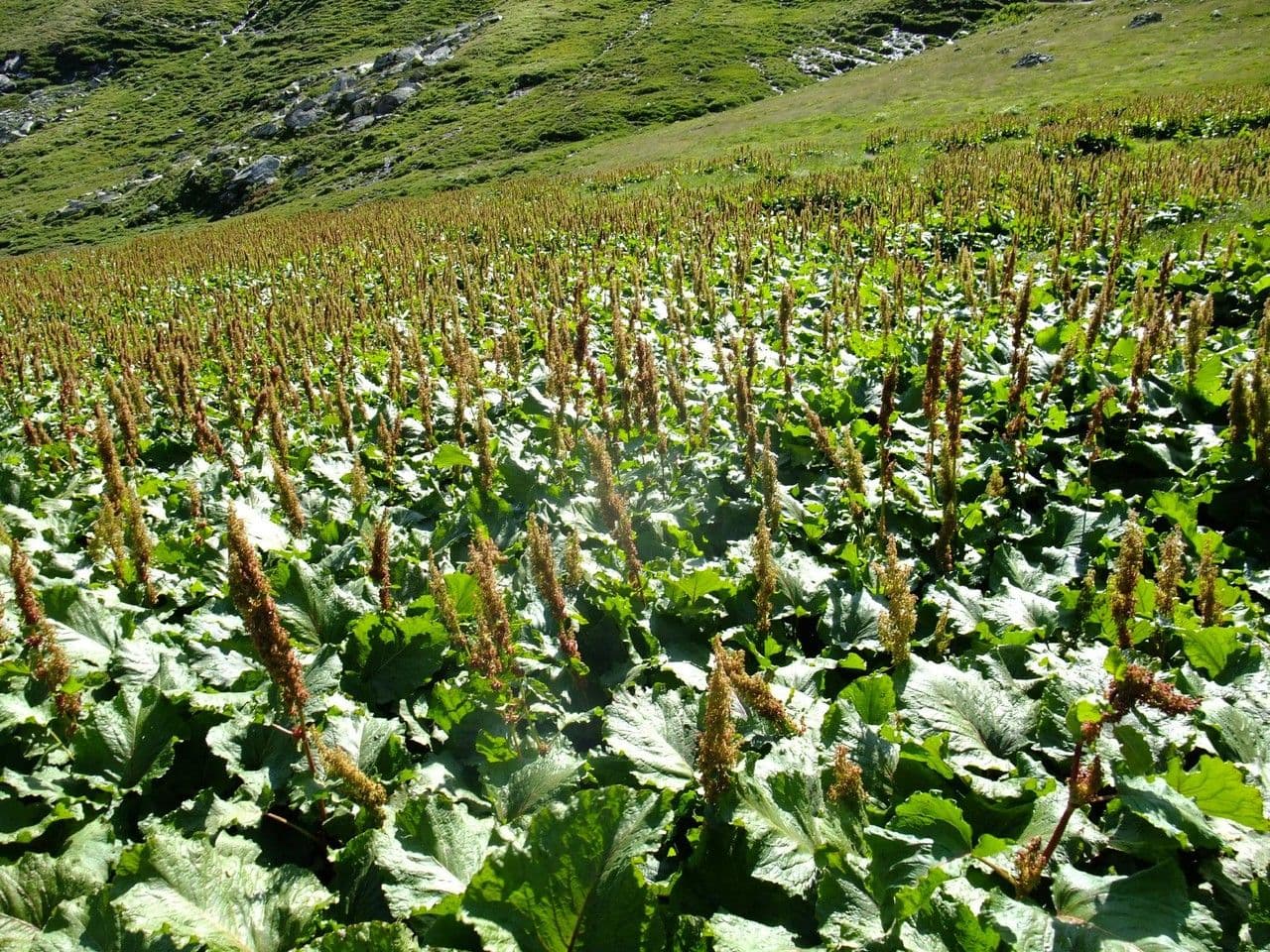 Alpen-Ampfer 11