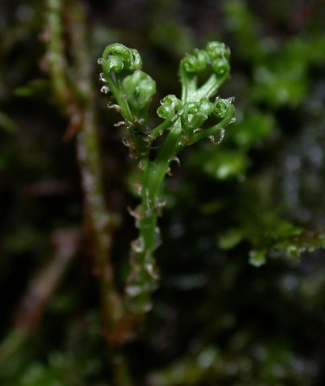 Elaphoglossum peltatum 18