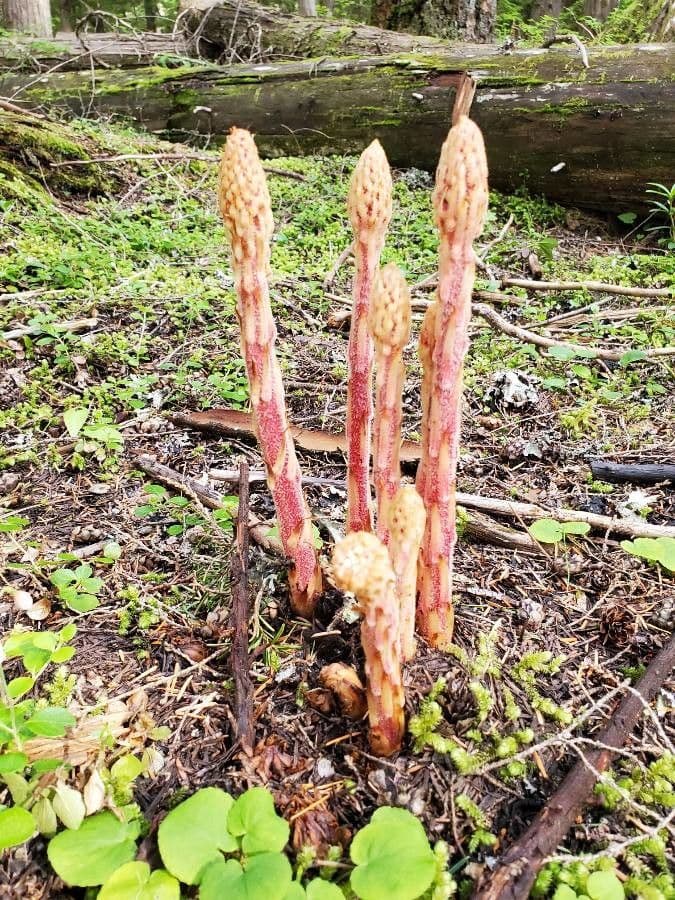 Pterospora andromedea 12