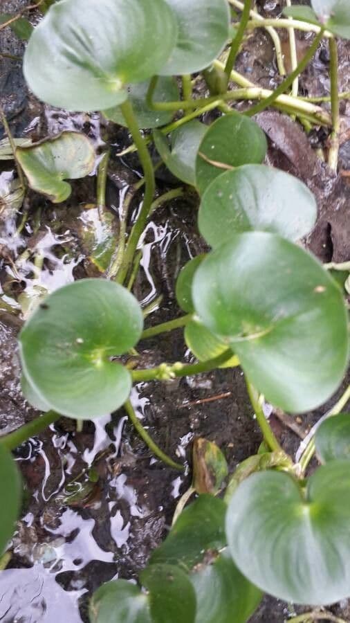 Heteranthera 11