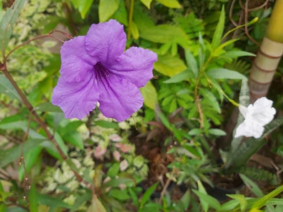 Ruellia tuberoso 9