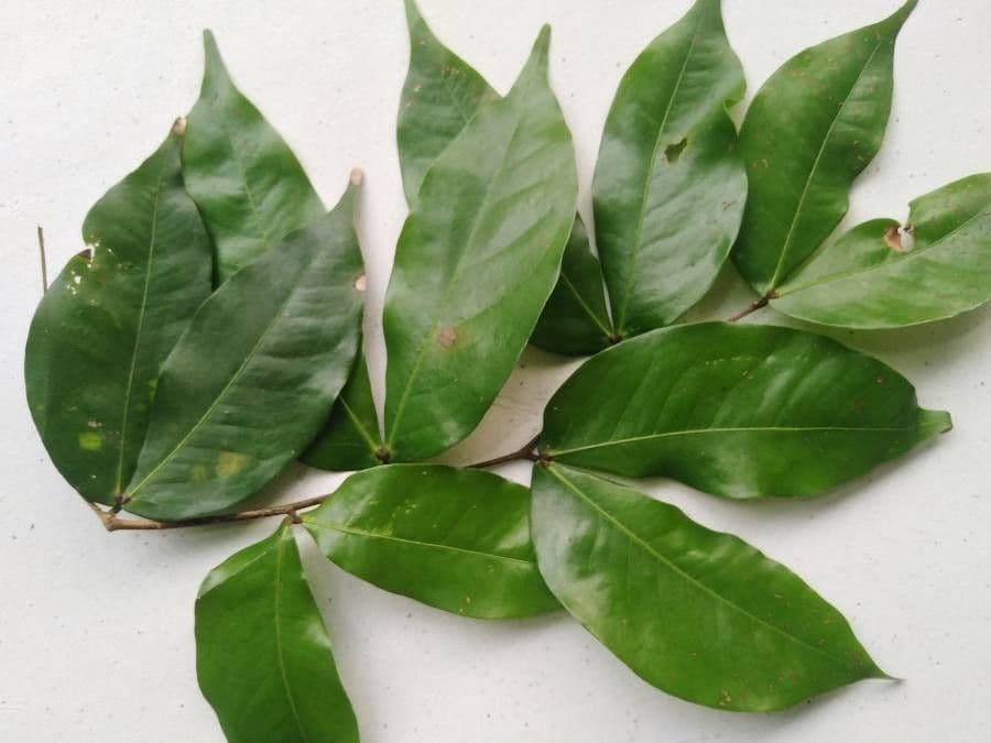 Cynometra ramiflora 11