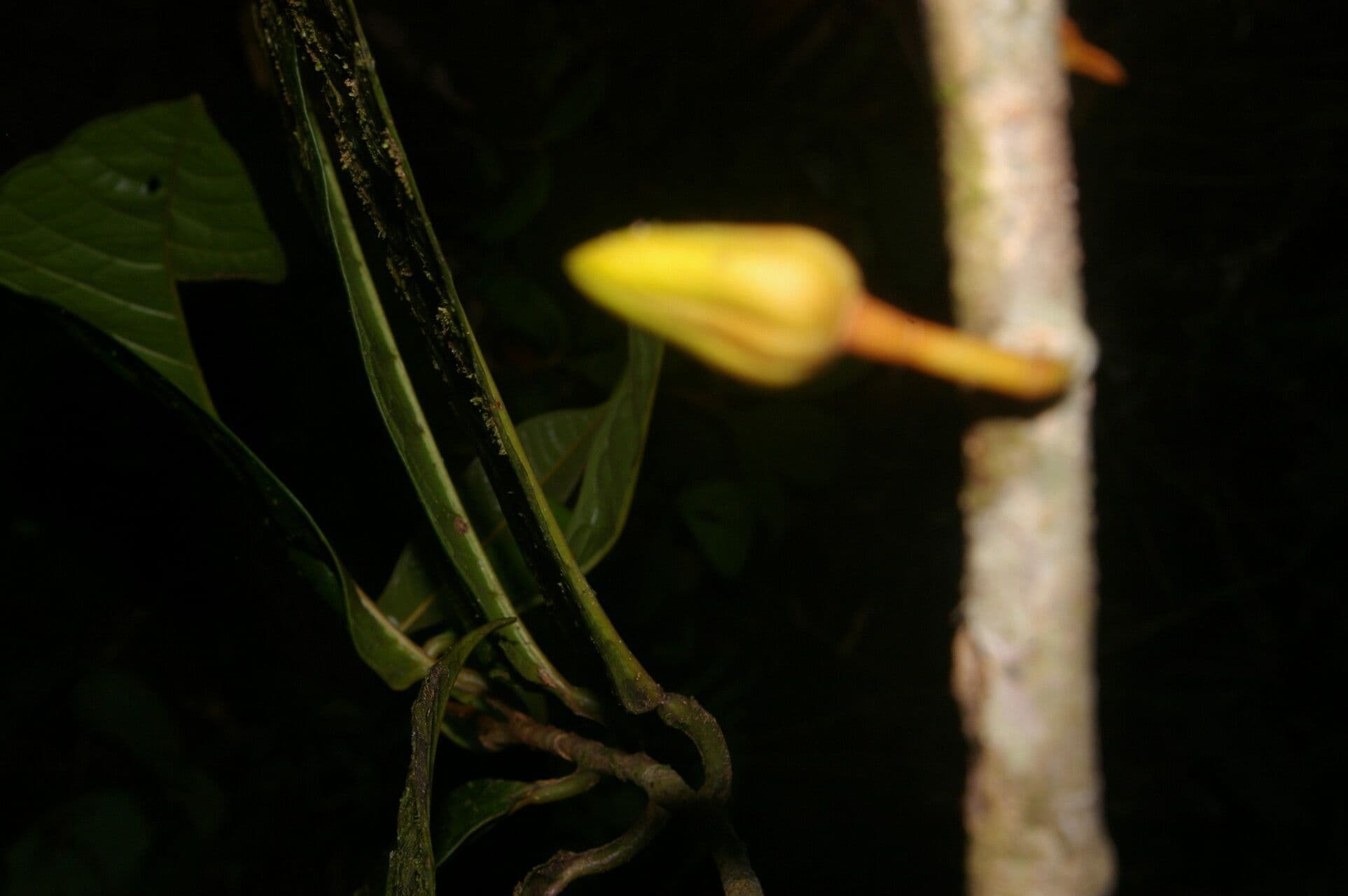 Anaxagorea 3