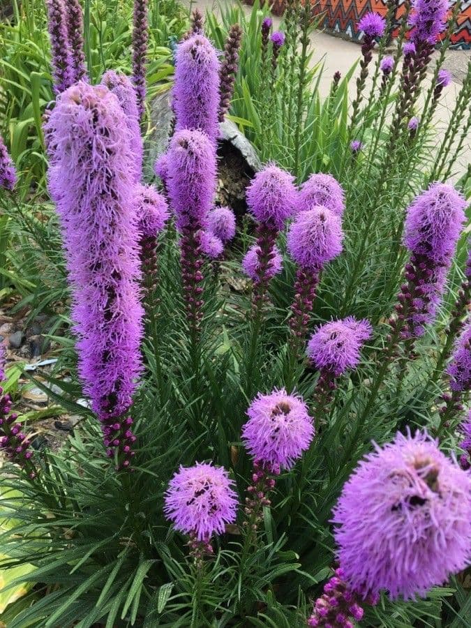 Liatris 5