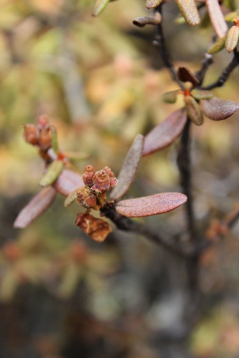 Rododendro