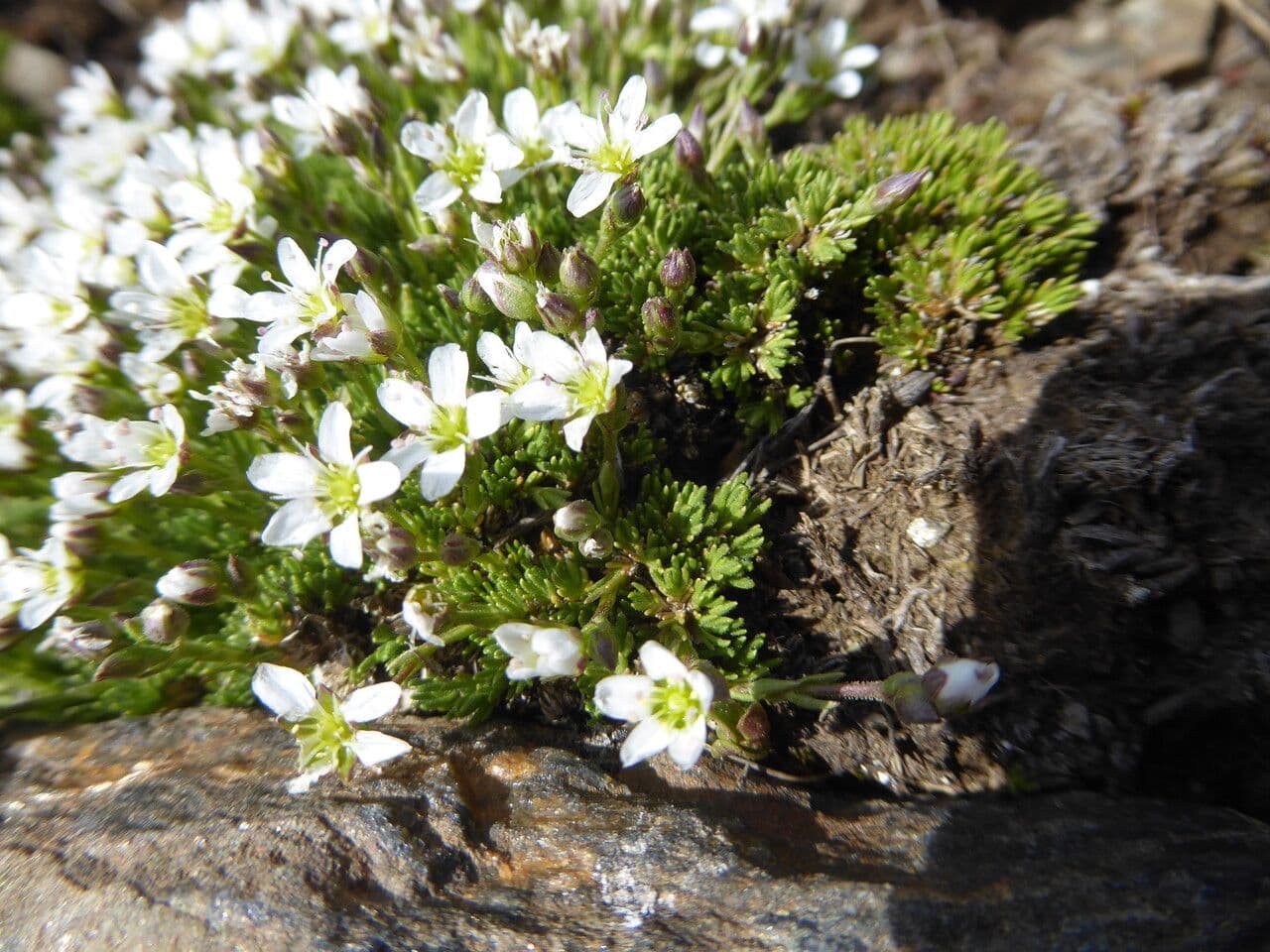 Minuartia recurva 17