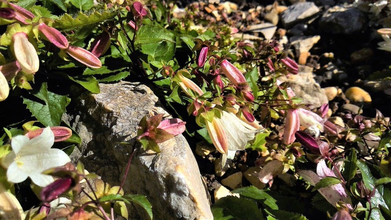 Campanula