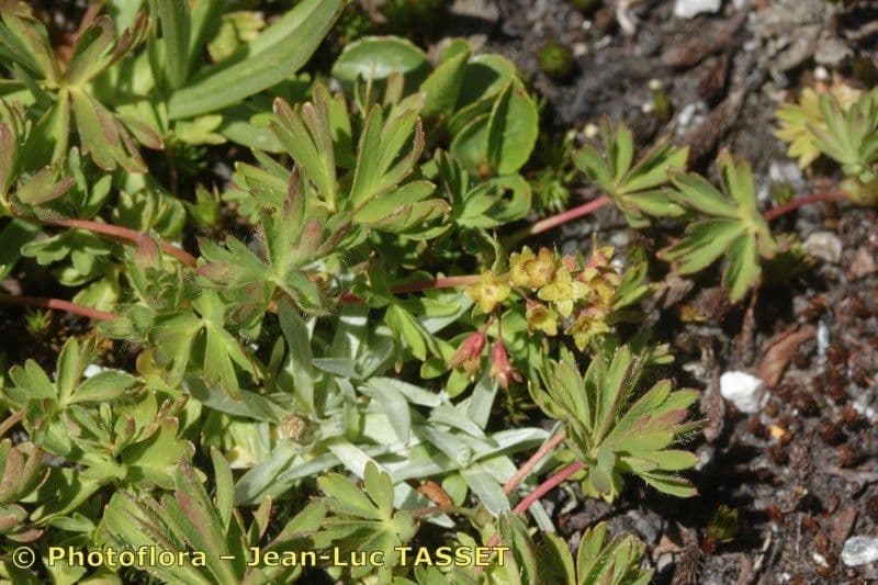 Alchemilla pentafilla 16