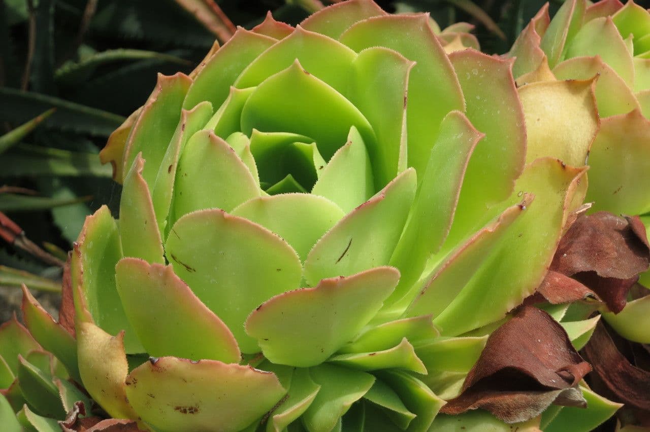 Aeonium 9