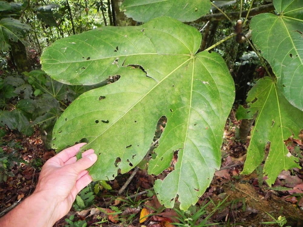 Acropogon macrocarpo 10