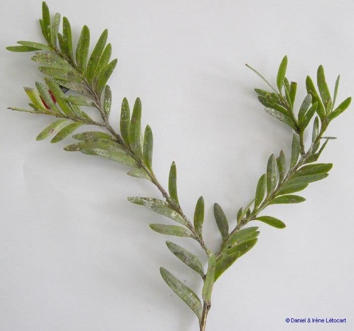 Falcatifolium 4