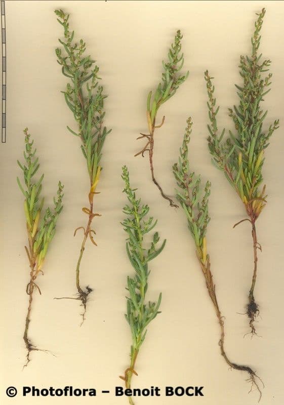 Suaeda marittima 27