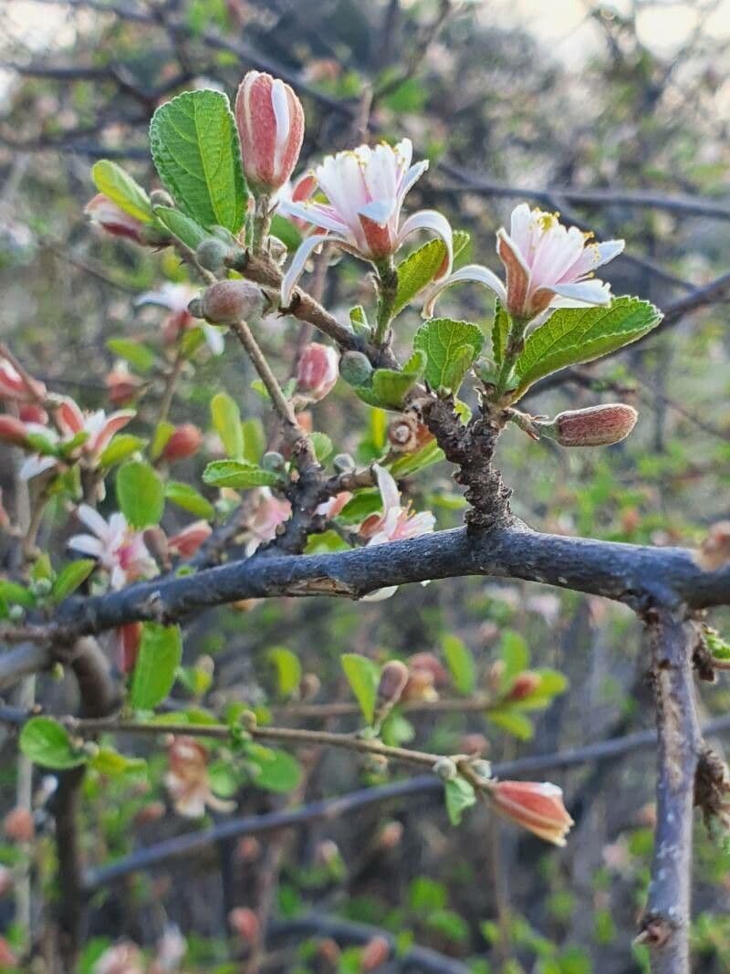 Grewia 11
